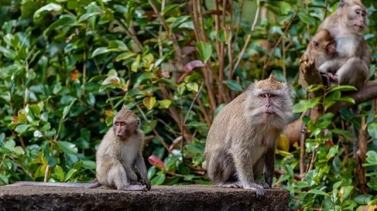 Kelestarian Monyet Ekor Panjang Terancam