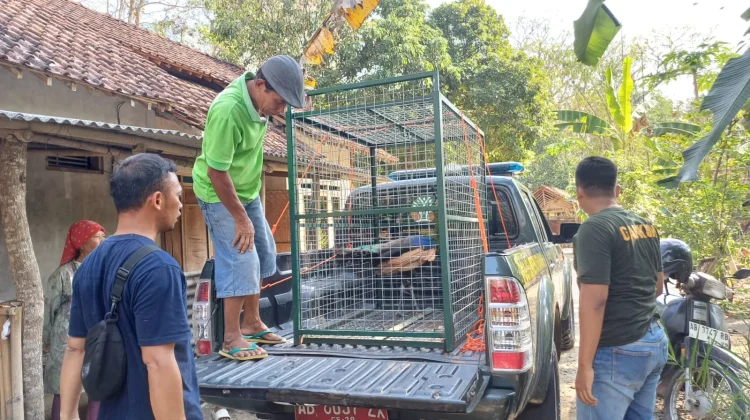 Balai KSDA Yogyakarta Evakuasi Merak Hijau dari Permukiman Warga Bantul