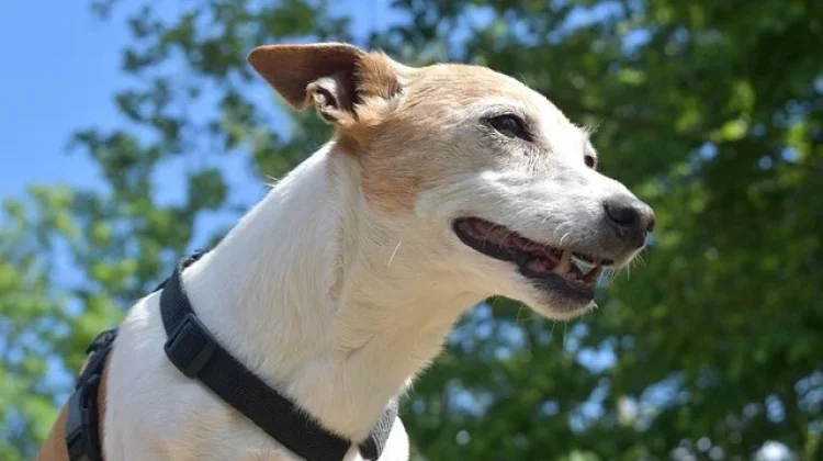 Ratusan Anjing Mati Dibunuh, DIY Respon lewat Perda