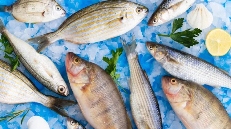 Kaya Omega-3, Ikan Laut Jadi Pilihan Protein Terbaik untuk Kesehatan