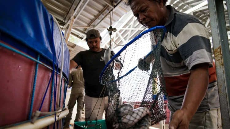 Panen Lele Tembus 4 Ton, Bupati Endah Soroti Keberlanjutan KDMP Karangrejek