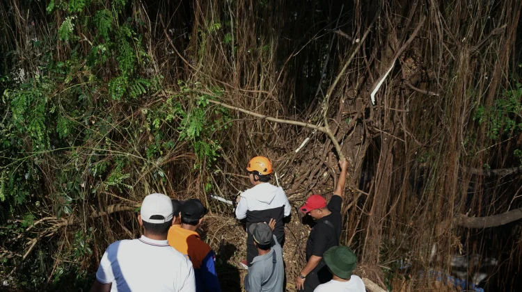 Wujud Nyata Gotong Royong, Wali Kota Bersama Warga Pangkas Pohon Berusia 1,5 Abad
