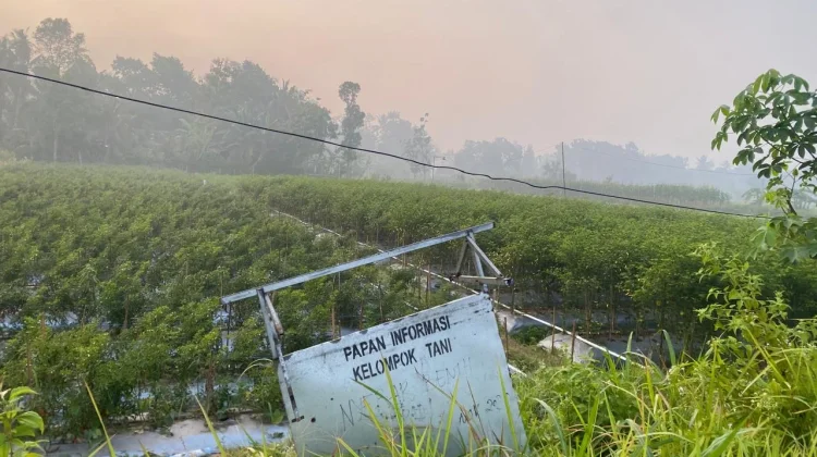 Ancaman El Nino Godzilla 2026, Pakar UGM Ingatkan Krisis Air dan Pangan