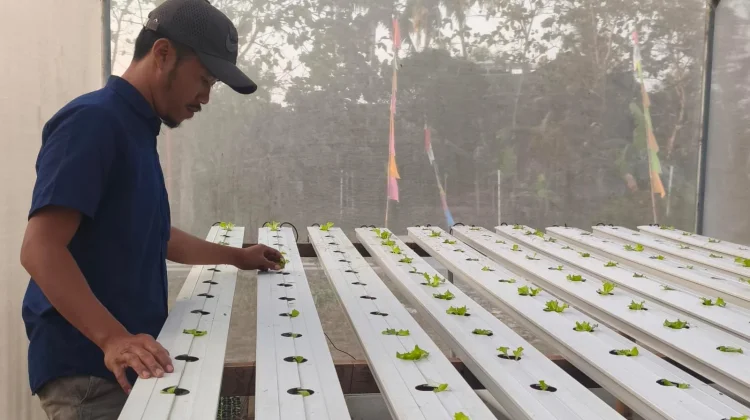 Lumbung Mataraman Giripeni Tanam 500 Selada Caipira Hidroponik