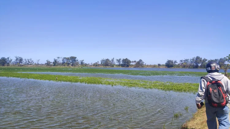 Gelombang Tinggi dan Muara Opak Buntu, Sawah Pesisir Selatan Bantul Tergenang