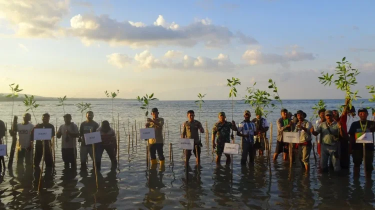 Mahasiswa KKN UGM Berseri Seram Tanam 800 Mangrove di kawasan Wailulu
