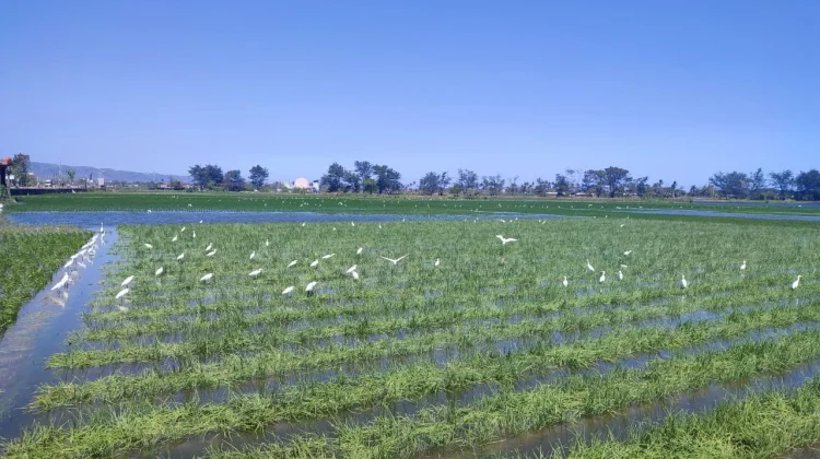 Sungai Opak Meluap, Petani Bawang Merah di Bantul Terancam Rugi Puluhan Juta