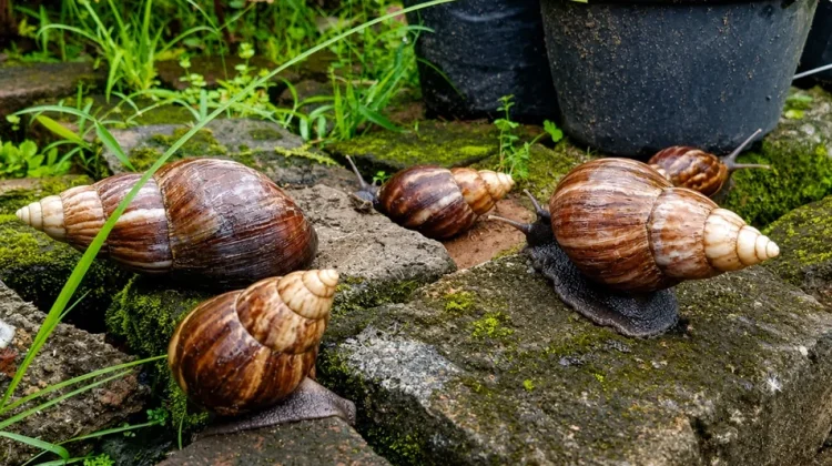 Bekicot Kaya Nutrisi, Kenali Manfaat dan Risikonya