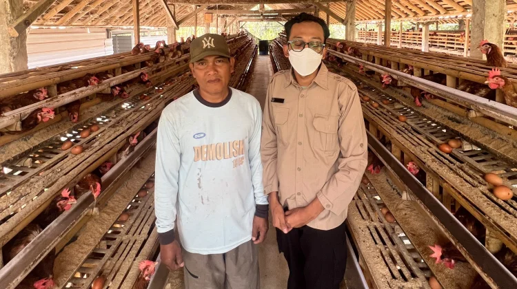 Jaga Kualitas Menu MBG, SPPG Margomulyo Pantau Kandang Ternak Ayam Petelur