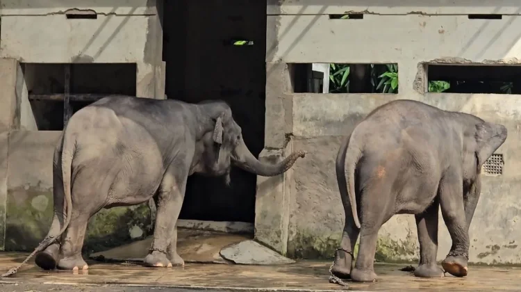 Pasangan Gajah Deo dan Sinta Pindah dari GL Zoo ke Tabang Zoo Kaltim