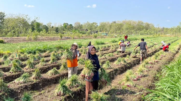 Petani Muda Gunungkidul Mulai Minati Budidaya Bawang Merah