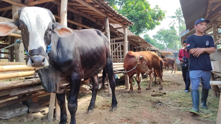 Peternakan Ramah Lingkungan, Solusi Hadapi Perubahan Iklim