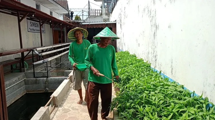 Panen 50 Kilogram Sayur Tiap Hari, Lapas Cebongan Dorong Kemandirian Pangan