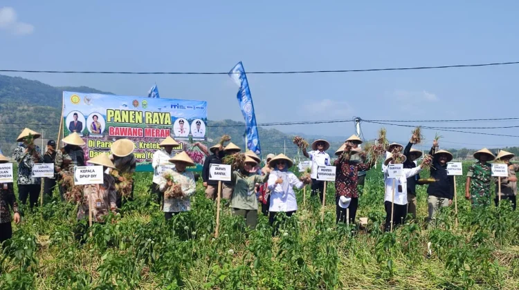 Panen 4.000 Ton Bawang Merah, Kementan Nilai Bantul Mampu Jadi Sentra Hortikultura