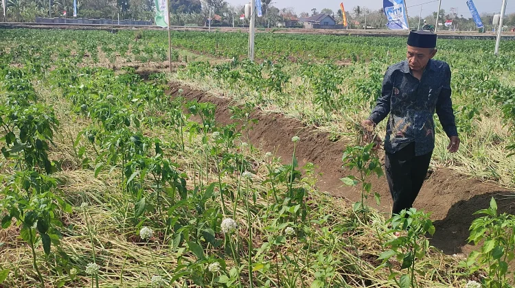 Stabilitas Harga dan Stok Terjaga, Kementan Pastikan Bawang Merah Nasional Aman
