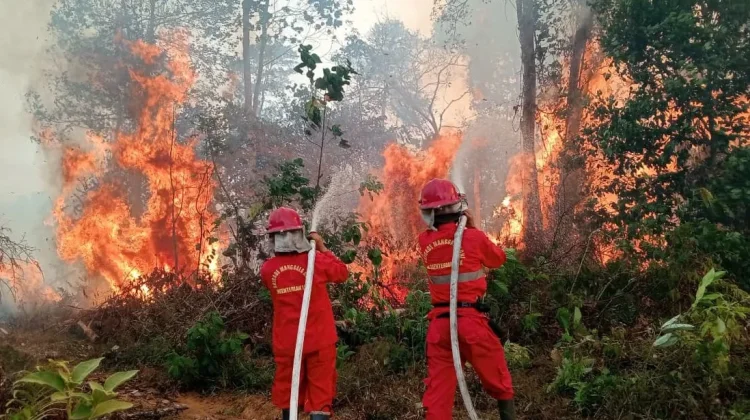 Sikapi Kebakaran Hutan, Kemendikdasmen Terapkan Pembelajaran Darurat