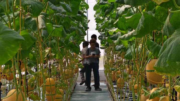 Wisata Petik Melon Lumbung Mataraman Bulak Peni Giripeni Laris Manis Diburu Warga