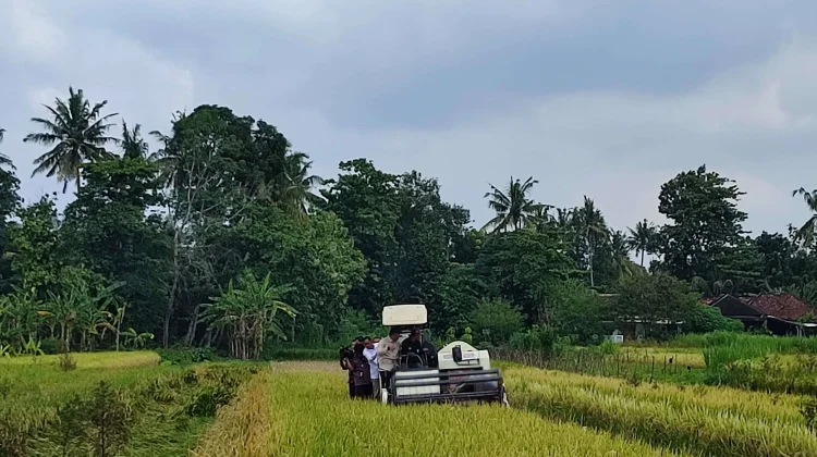 Produksi Beras Bantul Terus Naik, Surplus 2025 Capai 70.000 Ton
