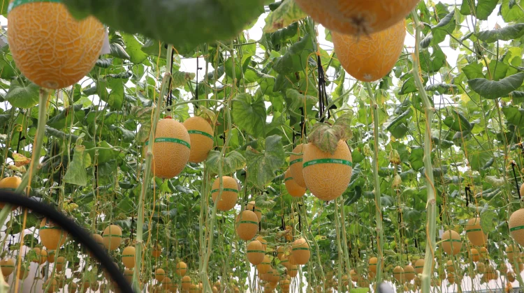 Panen Melon Merdeka Giripeni Dorong Kemandirian Pangan Kulon Progo