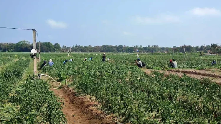 Bawang Merah Jadi Andalan, Pemkab Bantul Dorong Penguatan Infrastruktur