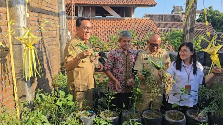 Panen Raya Brambang Perdana Urban Farming di Atas Rooftop Warga Gemblakan