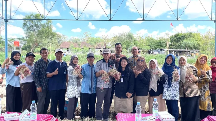 Bawang Merah Jadi Program Ketahanan Pangan Kalurahan Kepek