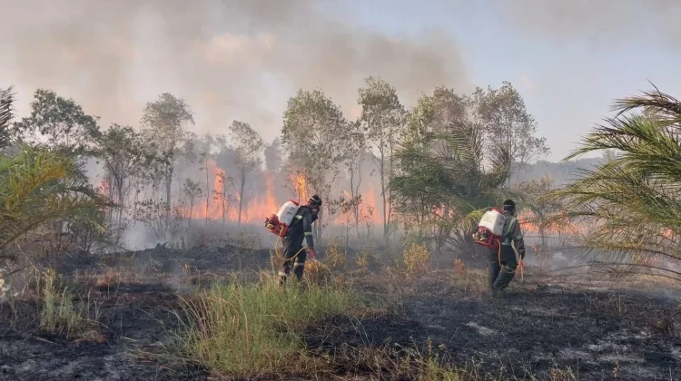 Kebakaran Hutan Kalimantan Makin Luas, ini kata Pakar UMY