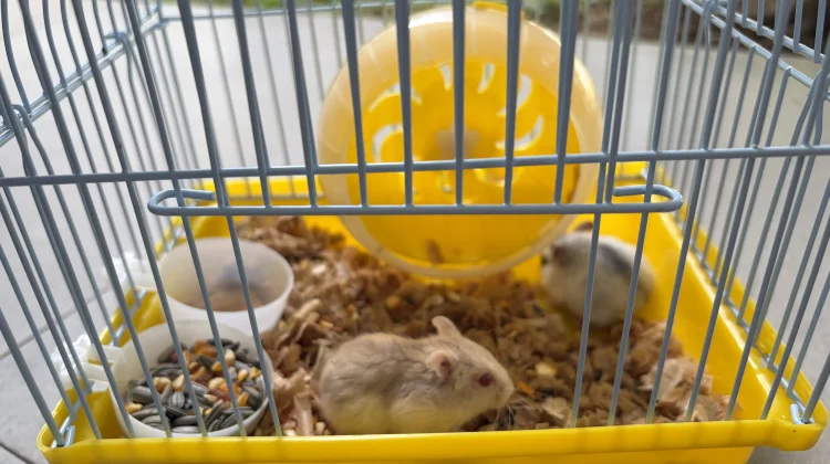 Hamster, Hewan Mungil yang Jadi Pilihan Peliharaan di Rumah
