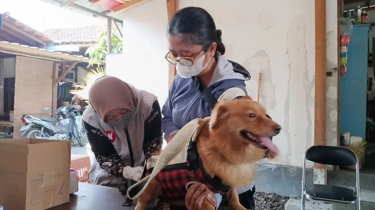 Minat Vaksinasi Rabies Hewan Peliharaan di Kota Yogyakarta Tinggi