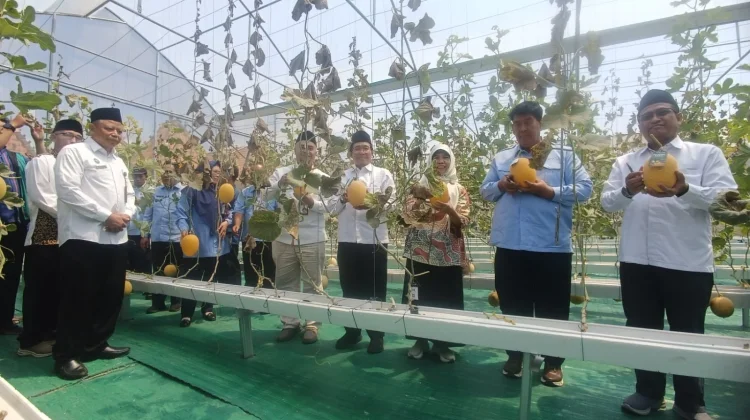 Panen Melon di Wates, Jadi Bukti Nyata Wakaf Produktif Mampu Dongkrak Ekonomi Umat