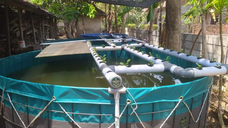 Inovasi Circular Farming UGM Hadirkan RAS Akuaponik di Kulon Progo