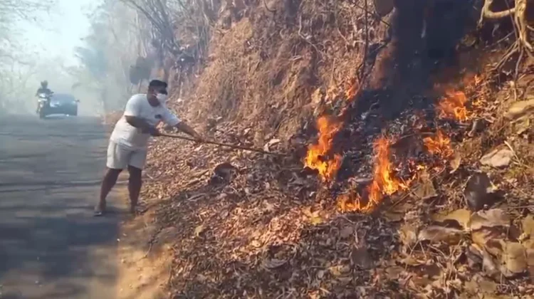 Hutan Jati di Selopamioro Terbakar, Asap Tebal Ganggu Pengguna Jalan