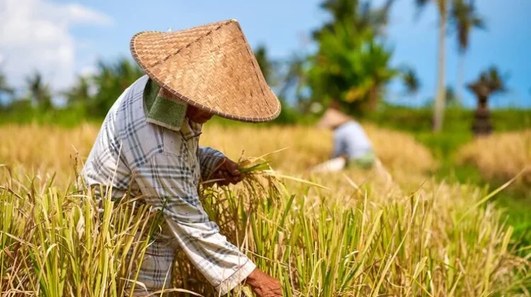 Sejarah Hari Tani Nasional 24 September dan Awal Lahirnya UUPA