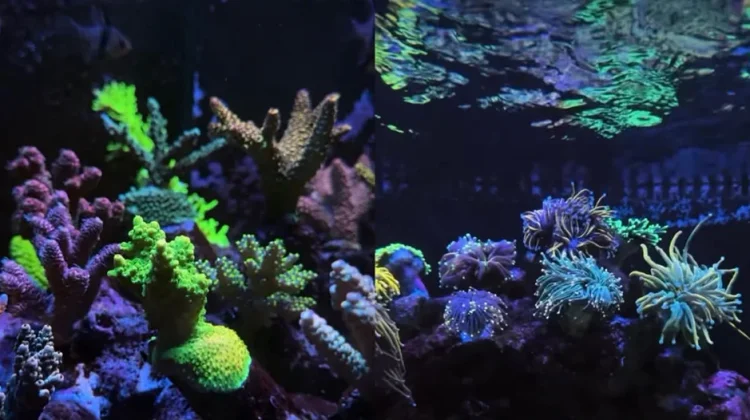 Indonesian Reefer’s Coral Studio Hadirkan Wisata Bawah Laut