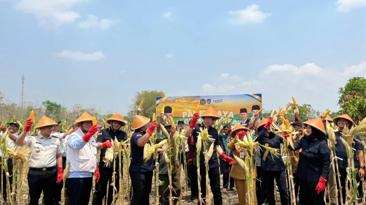 Desa Binaan Imigrasi Dorong Ketahanan Pangan Melalui Pertanian Jagung