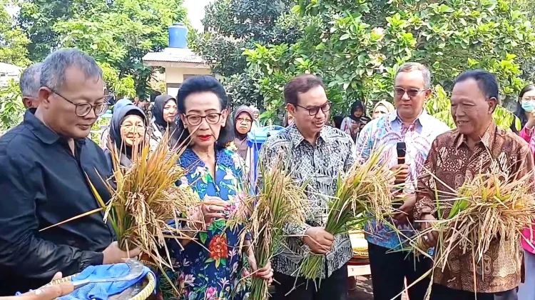 Solusi Lahan Sempit, Kelompok Tani Wirobrajan Panen Perdana Padi Galon Bekas