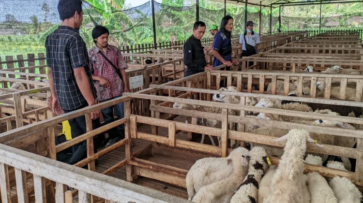 Sekolah Ternak Dompet Dhuafa, Dorong Peternak Adaptif Hadapi Perubahan Industri
