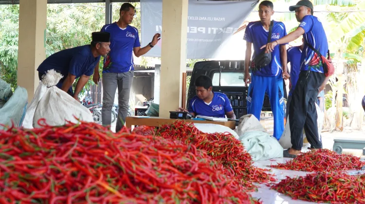 Lelang Cabai Digital Perdana di Bantul, Petani Raup Harga Lebih Tinggi