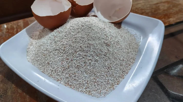Sulap Cangkang Telur Jadi Pupuk Organik Suburkan Tanaman
