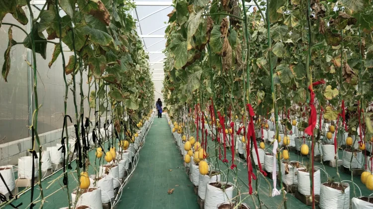 Sukses Budidayakan Melon, Kalurahan Muntuk Panen Perdana Varietas Chamoe Korea