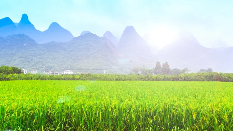 Lahan Sawah Menyusut, Petani di Sleman Didorong Tingkatkan Produktivitas