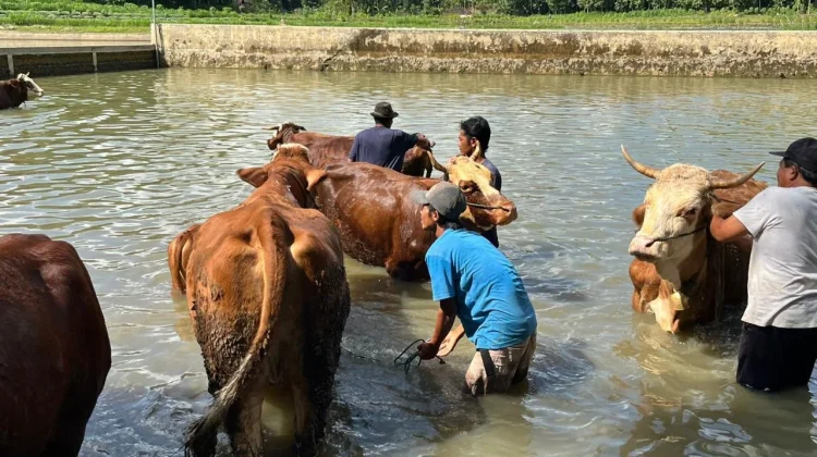 Dinas Tindak Lanjuti Dugaan Antraks di Semanu