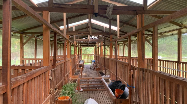Merawat Kambing bersama Tikum Farm Yogyakarta