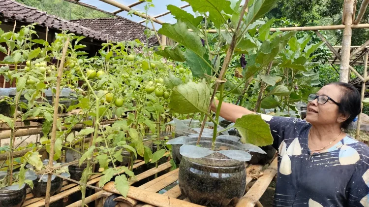 Desa Petir Kembangkan Pekarangan untuk Ketahanan Pangan