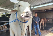 Cegah Penyebaran PMK, Puluhan Sapi di Pundong Divaksinasi