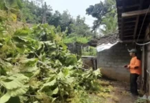 Pohon Tumbang Timpa Rumah Warga Tepus