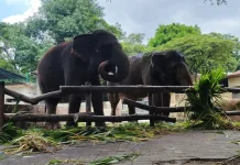 GL Zoo Dukung Larangan Gajah Tunggang, Fokus pada Kesejahteraan Satwa