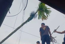 Tips Selamat dari Bahaya Pohon Tumbang Menimpa Kabel Listrik