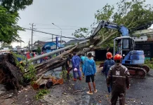 Cuaca Ekstrem, Pohon dan Tiang Listrik Roboh di Jalan Parangtritis