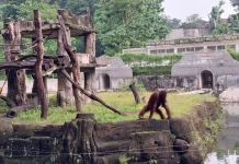 GL Zoo Siapkan Program Spesial Buka Bersama Satwa Selama Ramadan